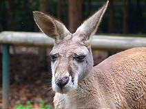 Kangaroo I